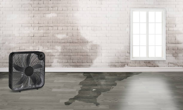 Best Water damage restoration mold remediation  in Carver, MN